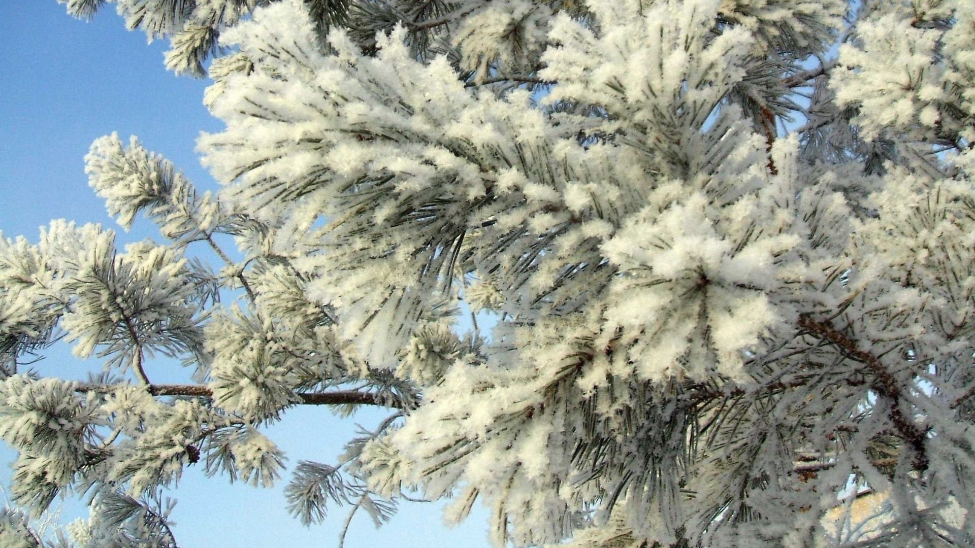 Árbol Cubierto de Nieve Blanca Bajo un Cielo Azul Durante el Día. Wallpaper in 1920x1080 Resolution