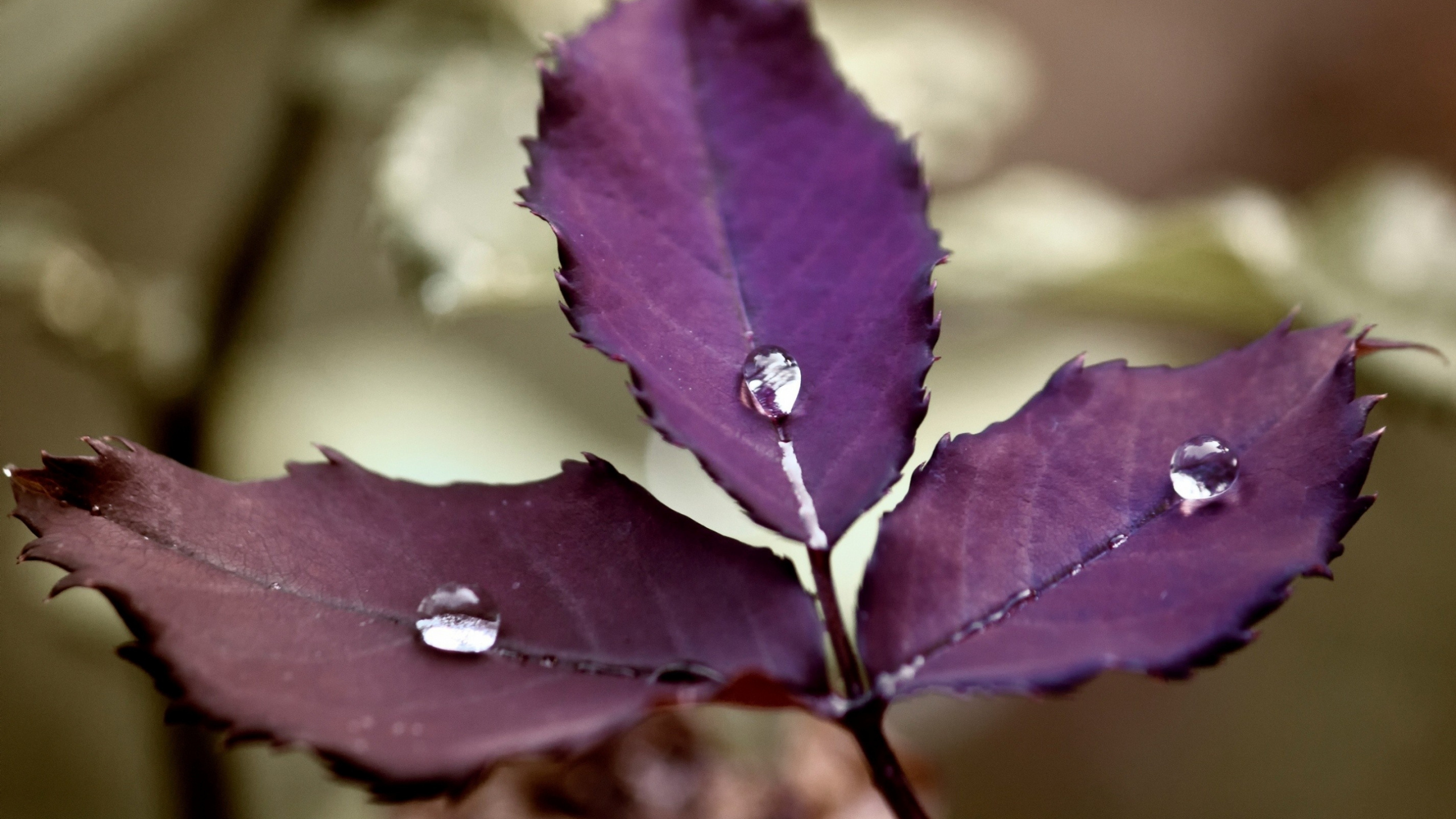 Goutte D'eau Sur Feuille Verte. Wallpaper in 2560x1440 Resolution