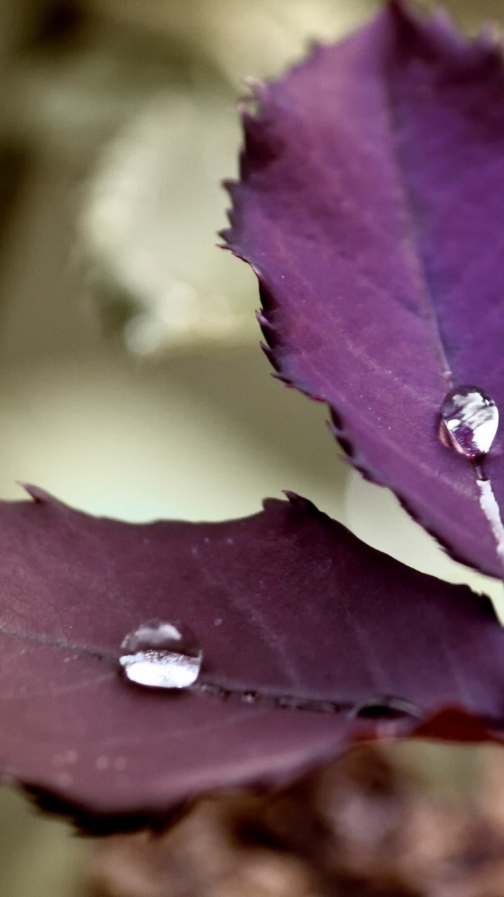 Goutte D'eau Sur Feuille Verte. Wallpaper in 720x1280 Resolution