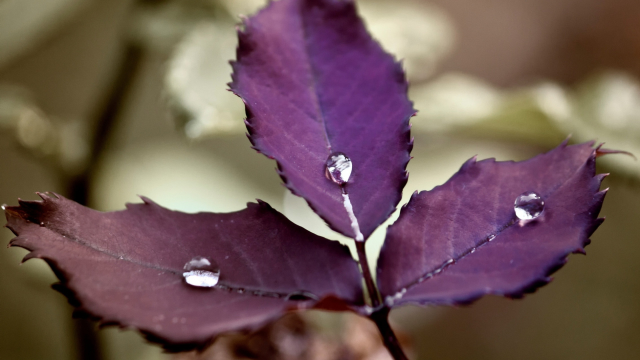 Water Droplet on Green Leaf. Wallpaper in 1280x720 Resolution