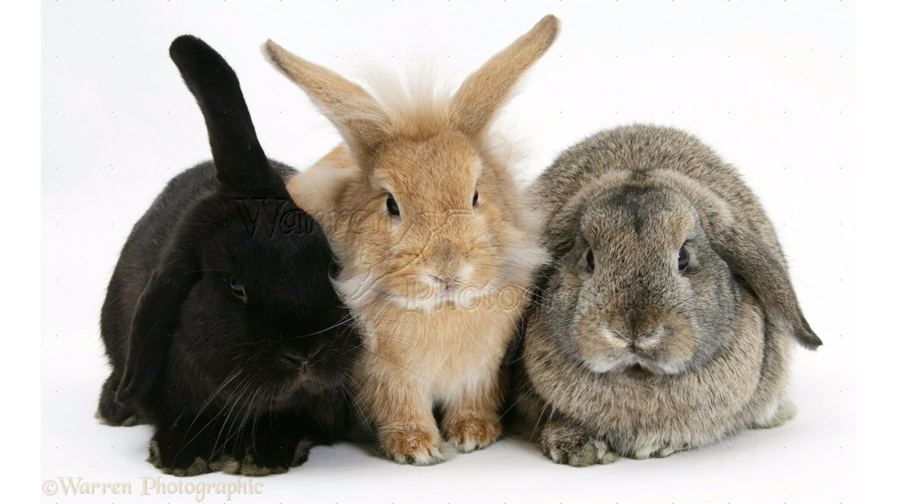 Brown Rabbit on White Textile. Wallpaper in 1280x720 Resolution