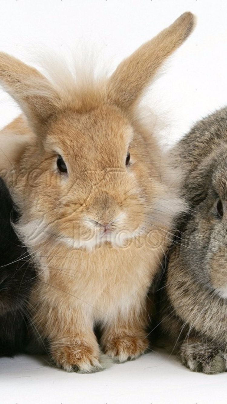 Brown Rabbit on White Textile. Wallpaper in 750x1334 Resolution