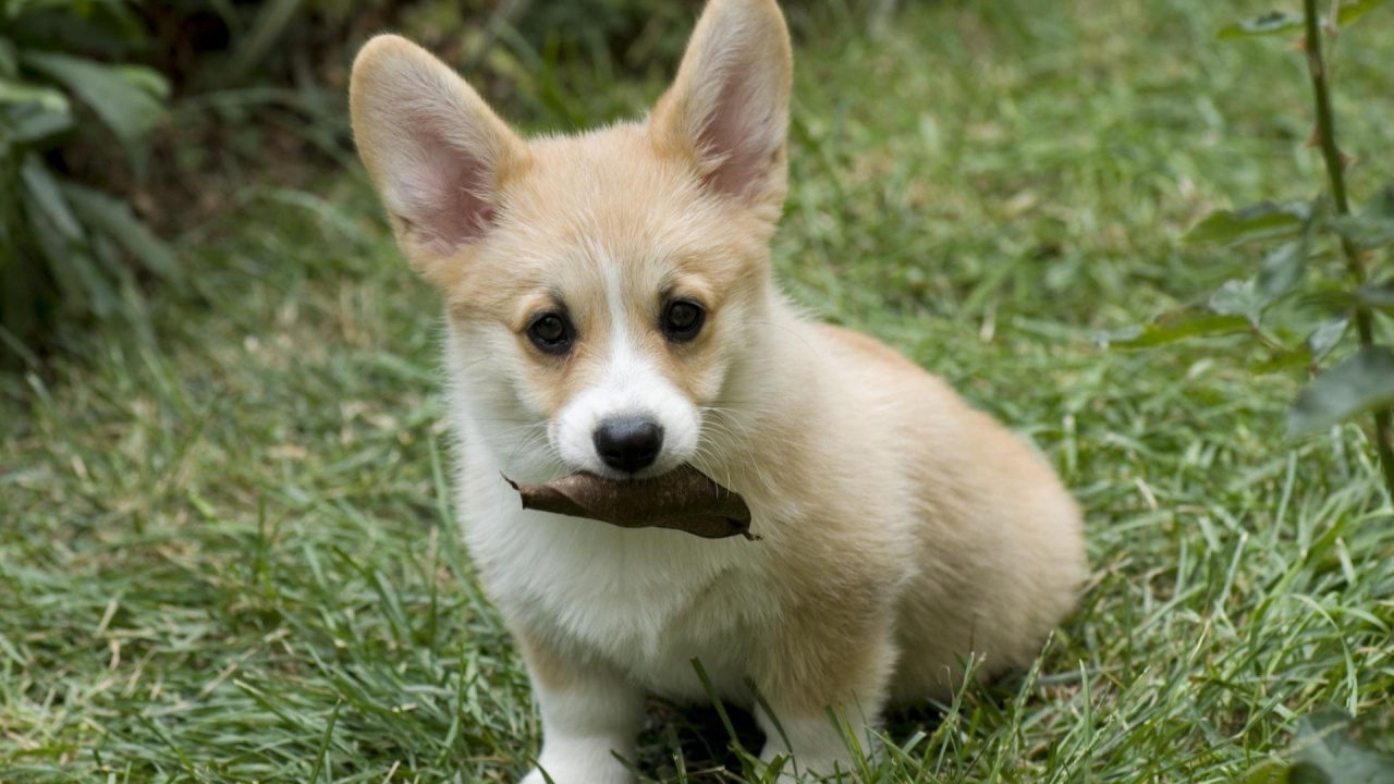 Chiot Corgi Brun et Blanc Sur L'herbe Verte Pendant la Journée. Wallpaper in 1280x720 Resolution
