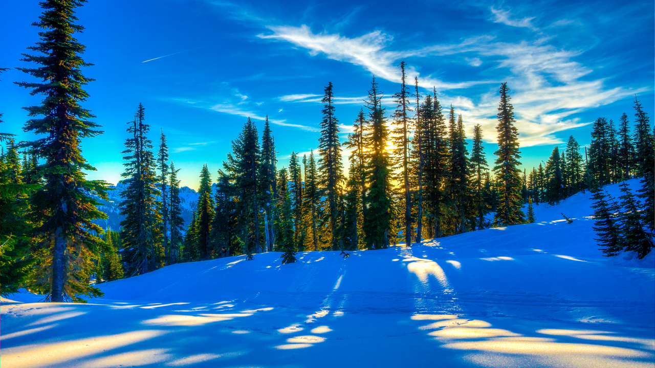 Grüne Pinien Auf Schneebedecktem Boden Unter Blauem Himmel Tagsüber. Wallpaper in 1280x720 Resolution
