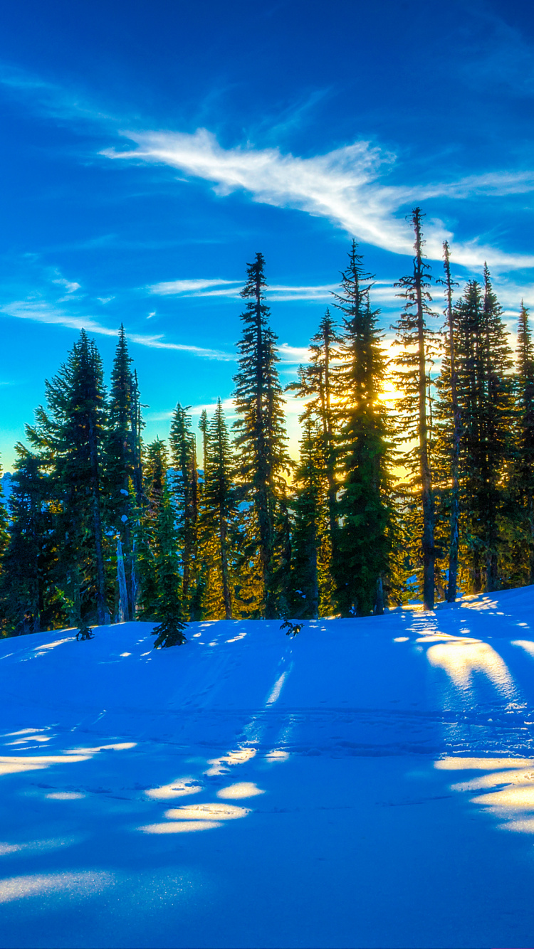 Grüne Pinien Auf Schneebedecktem Boden Unter Blauem Himmel Tagsüber. Wallpaper in 750x1334 Resolution