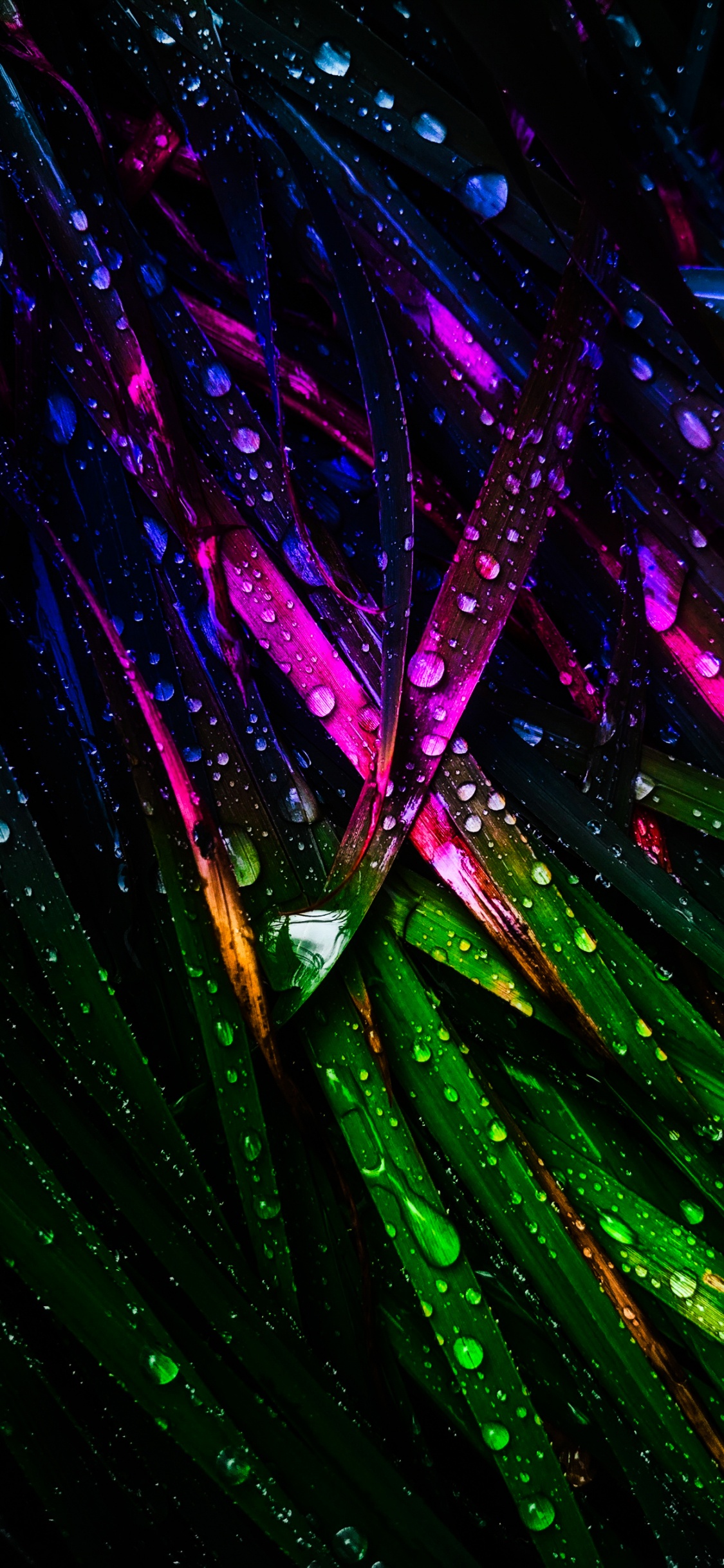 Light, Water, Purple, Violet, Terrestrial Plant. Wallpaper in 1125x2436 Resolution