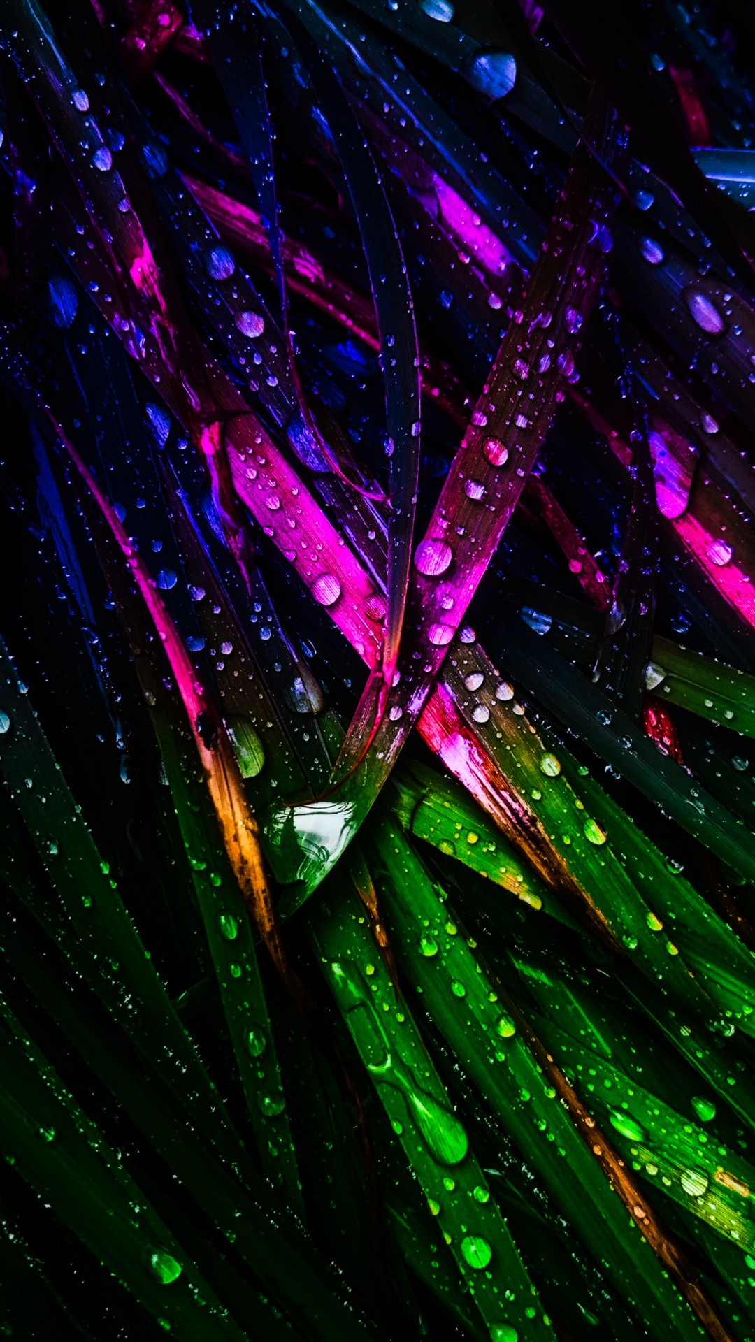 Luz, Agua, Morado, Violeta, Planta Terrestre. Wallpaper in 1080x1920 Resolution