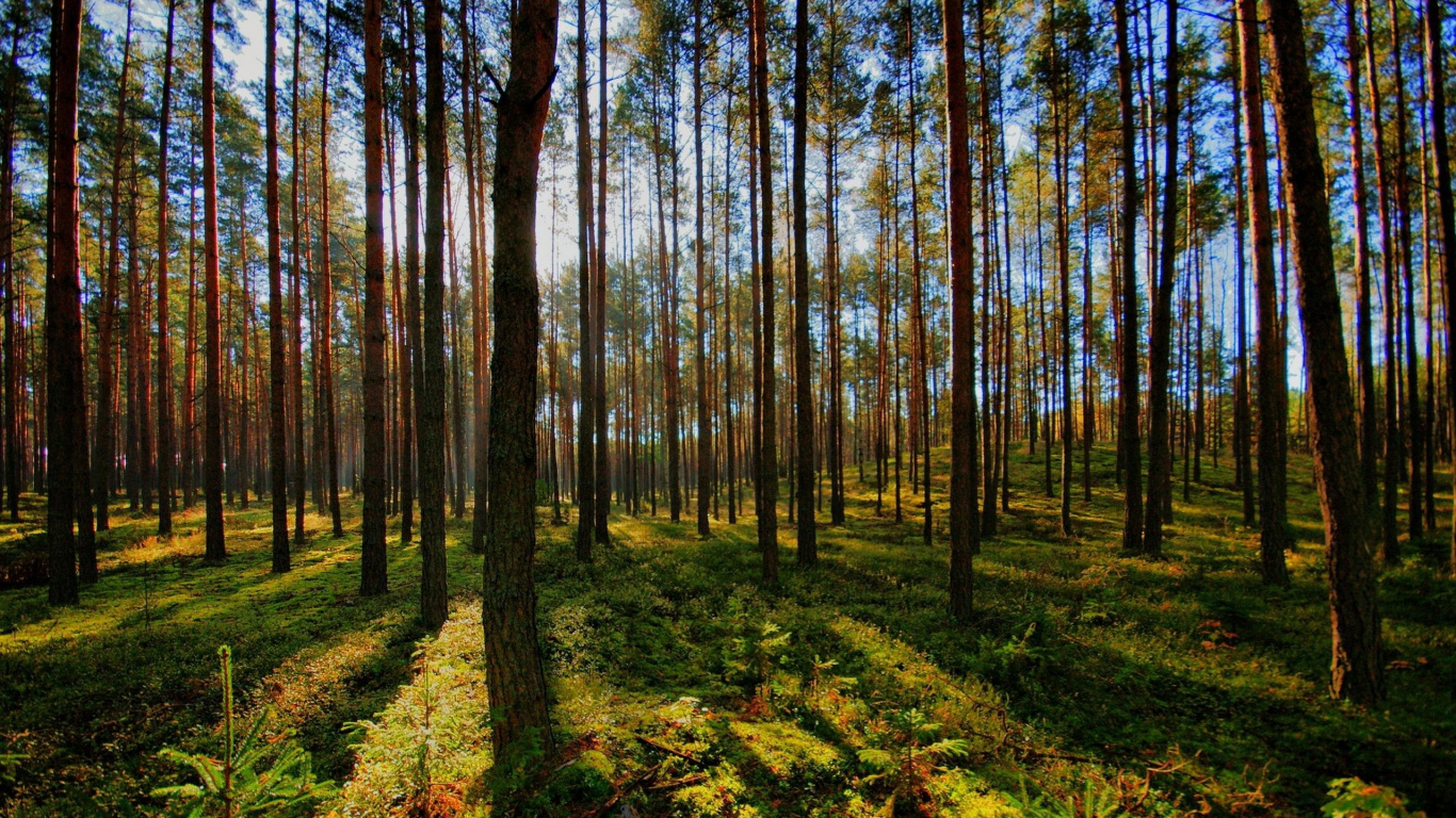 Tagsüber Grünes Gras Und Bäume. Wallpaper in 1366x768 Resolution