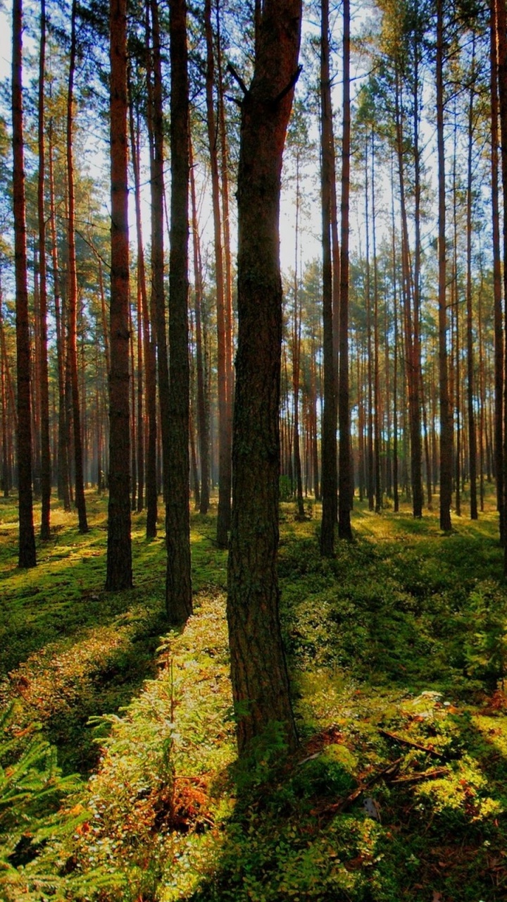Green Grass and Trees During Daytime. Wallpaper in 720x1280 Resolution