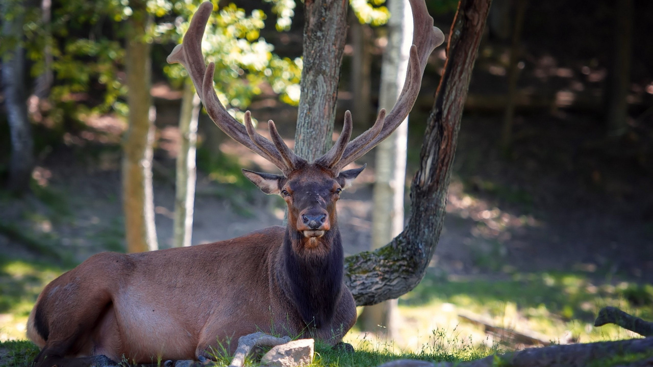 Cerf Brun Allongé Sur L'herbe Verte Pendant la Journée. Wallpaper in 1280x720 Resolution