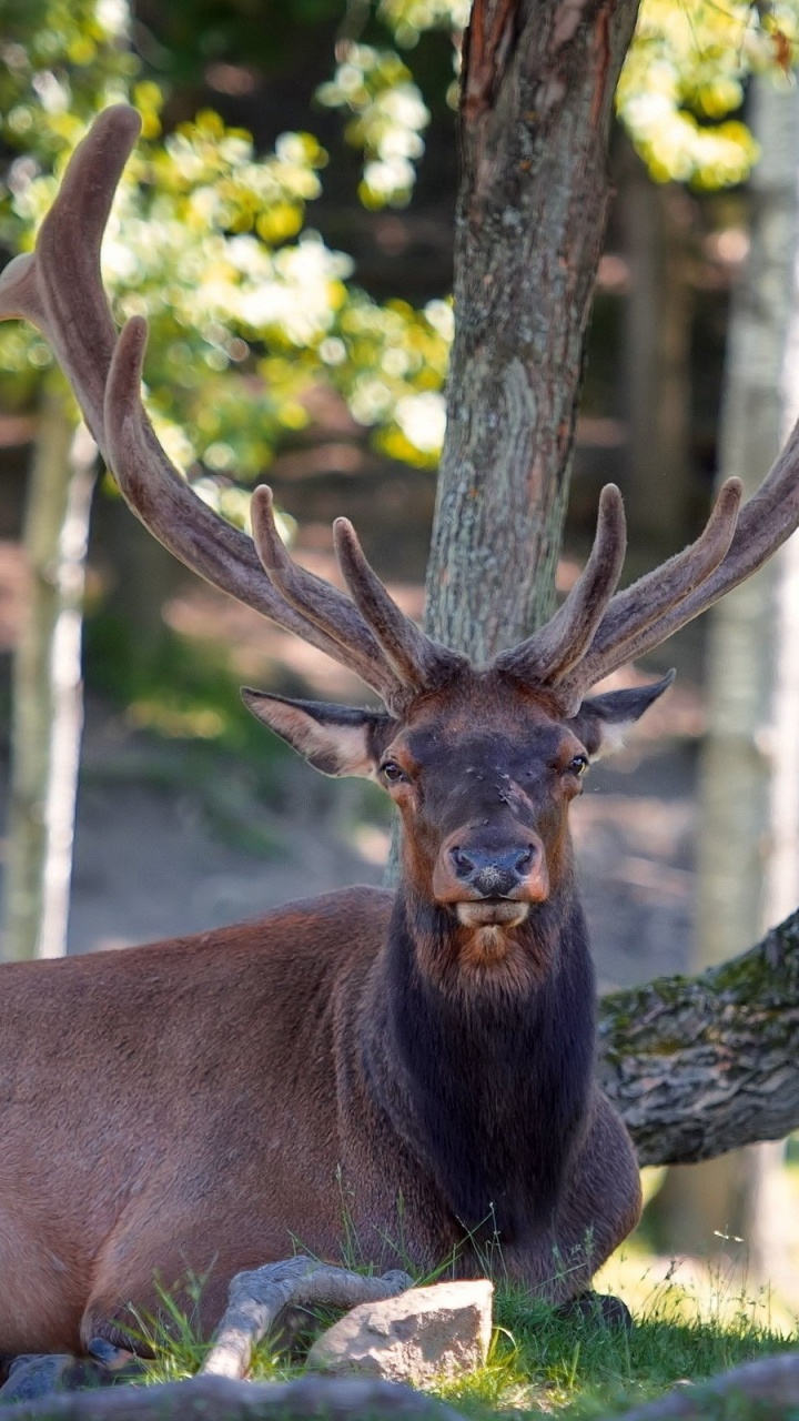 Cerf Brun Allongé Sur L'herbe Verte Pendant la Journée. Wallpaper in 720x1280 Resolution