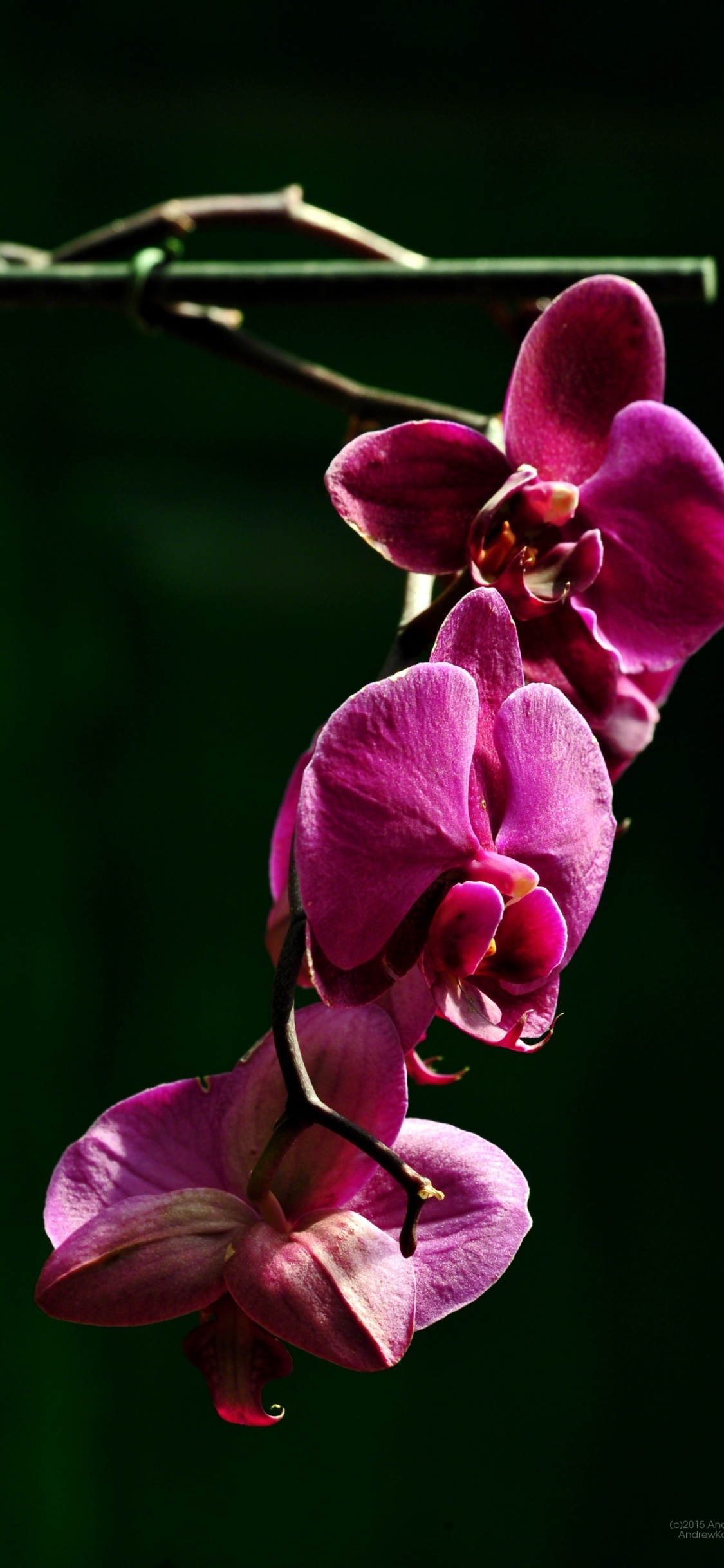 Tagsüber Blühen Rosa Mottenorchideen. Wallpaper in 1125x2436 Resolution