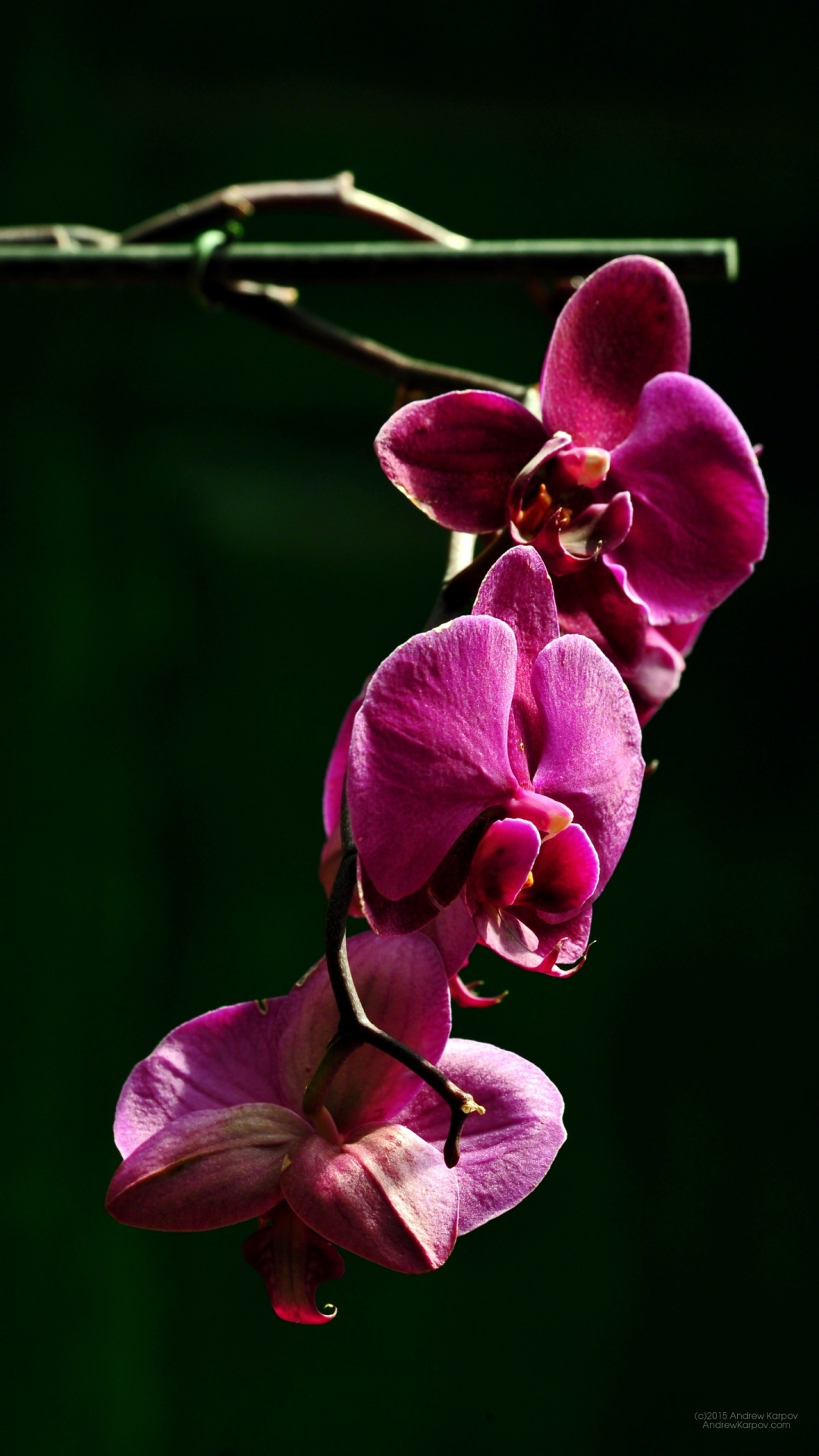 Pink Moth Orchids in Bloom During Daytime. Wallpaper in 1080x1920 Resolution