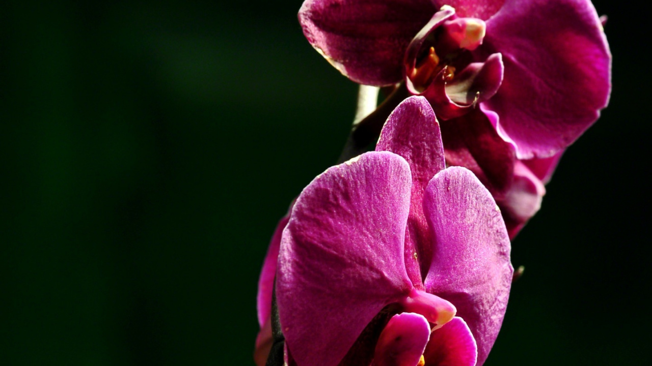 Pink Moth Orchids in Bloom During Daytime. Wallpaper in 1280x720 Resolution