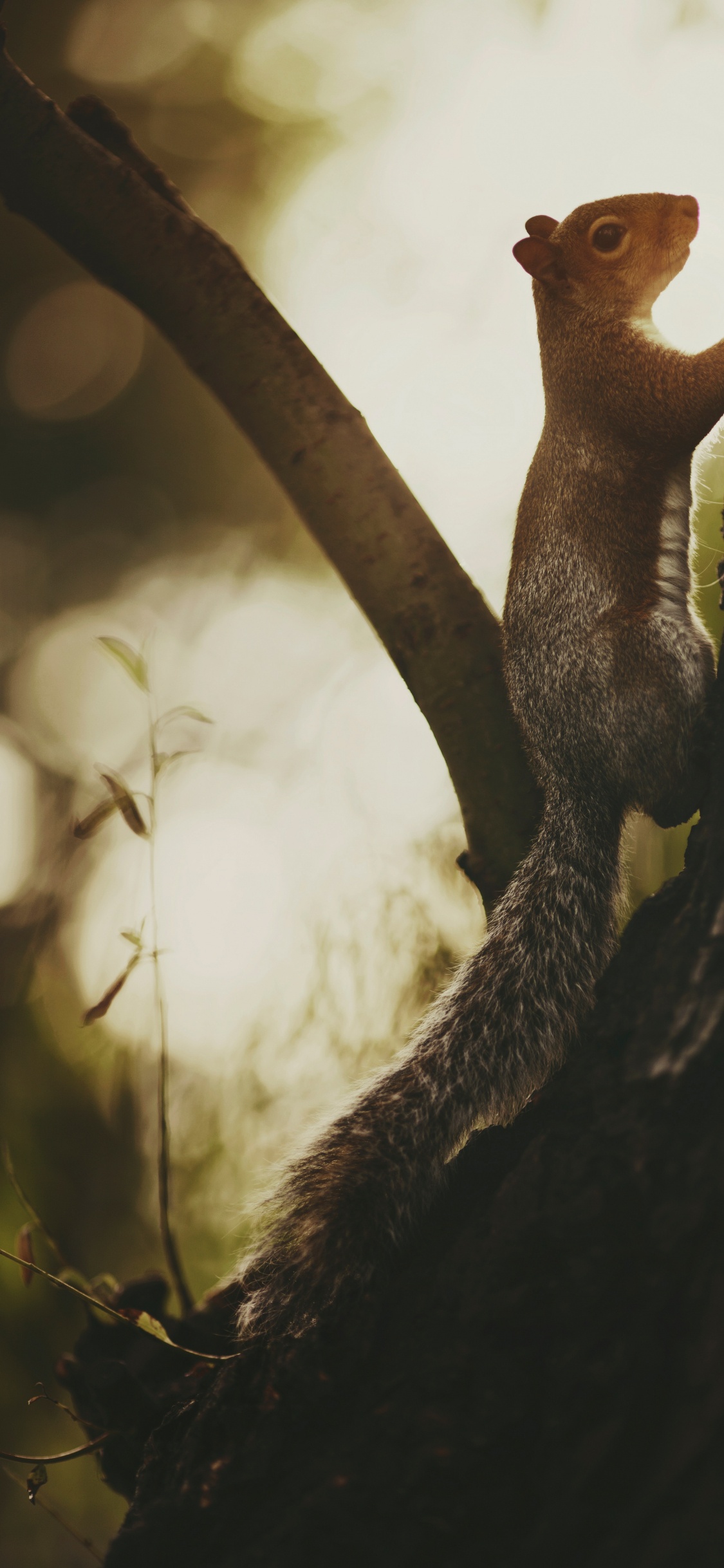 Ardilla Marrón Sobre Tronco de Árbol Marrón. Wallpaper in 1125x2436 Resolution