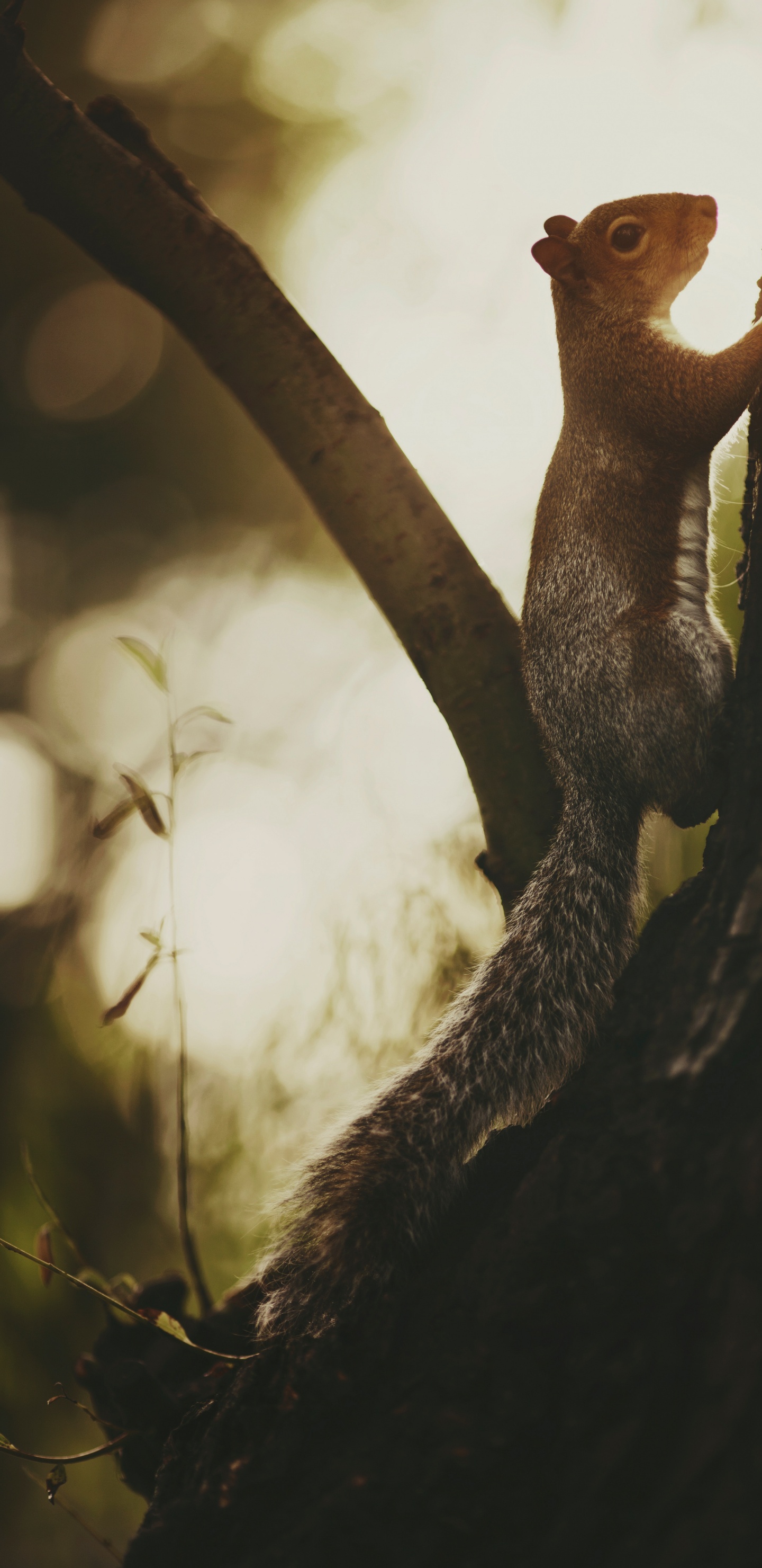 Ardilla Marrón Sobre Tronco de Árbol Marrón. Wallpaper in 1440x2960 Resolution