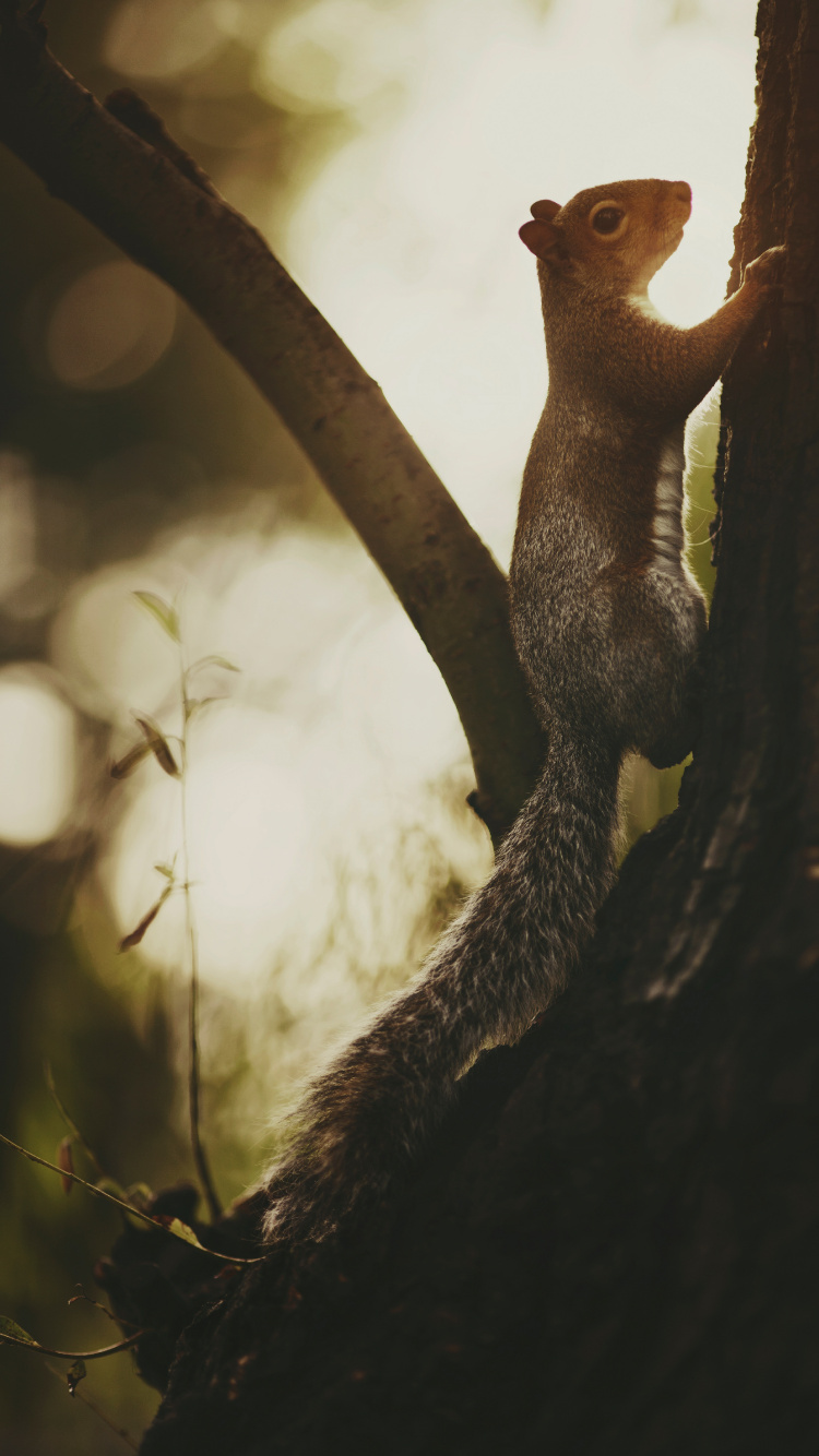 Braunes Eichhörnchen Auf Braunem Baumstamm. Wallpaper in 750x1334 Resolution
