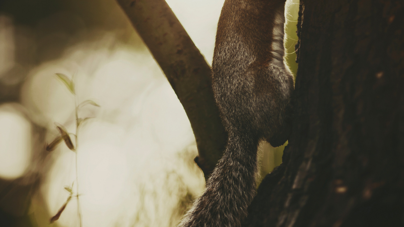 Écureuil Brun Sur Tronc D'arbre Brun. Wallpaper in 1366x768 Resolution