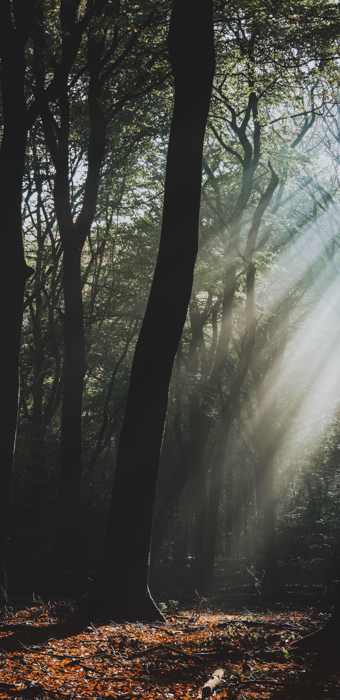 Paisaje Natural, Naturaleza, Bosque, Entorno Natural, Niebla. Wallpaper in 1440x2960 Resolution