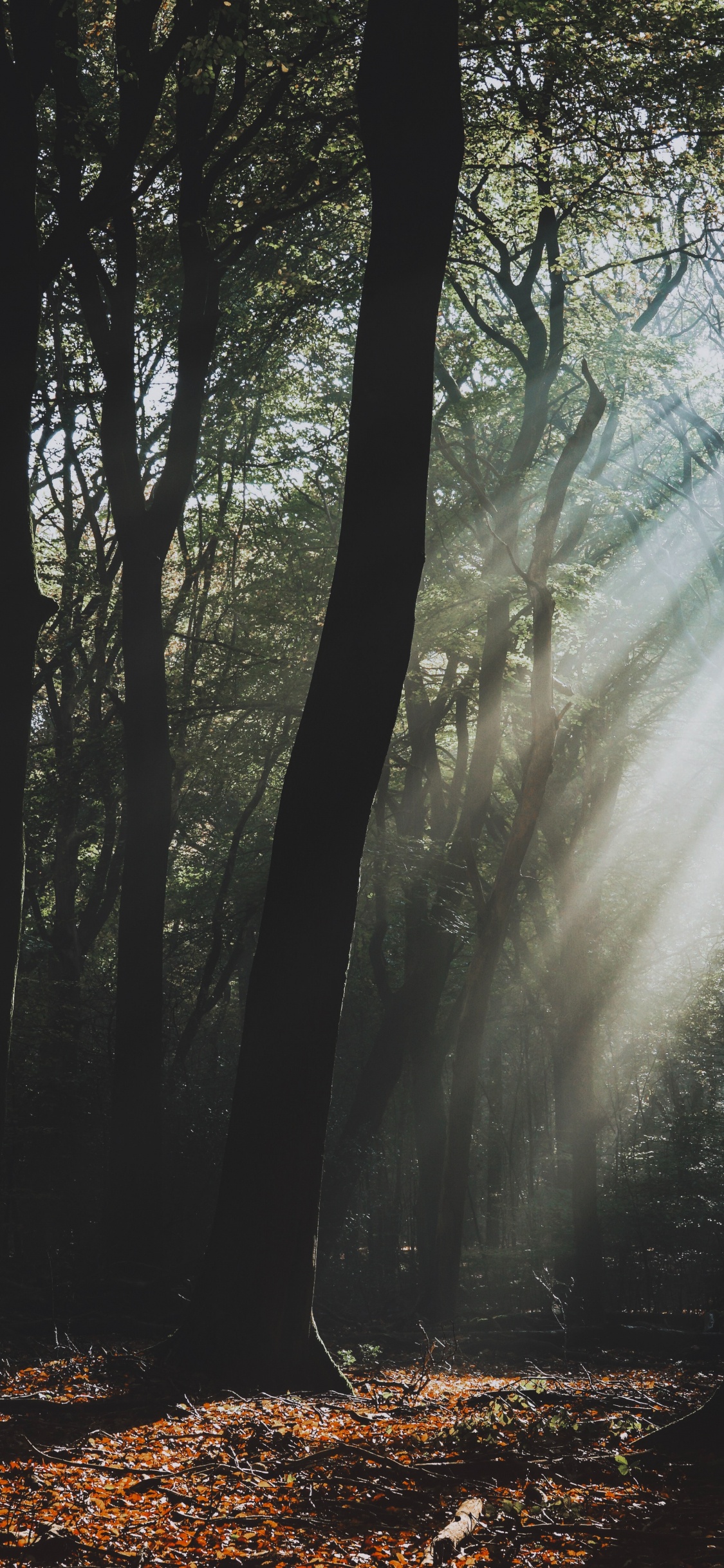 Tree, Natural Landscape, Nature, Forest, Woodland. Wallpaper in 1125x2436 Resolution