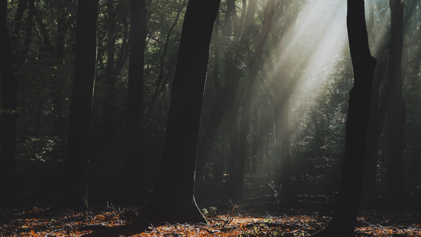 Tree, Natural Landscape, Nature, Forest, Woodland. Wallpaper in 1366x768 Resolution