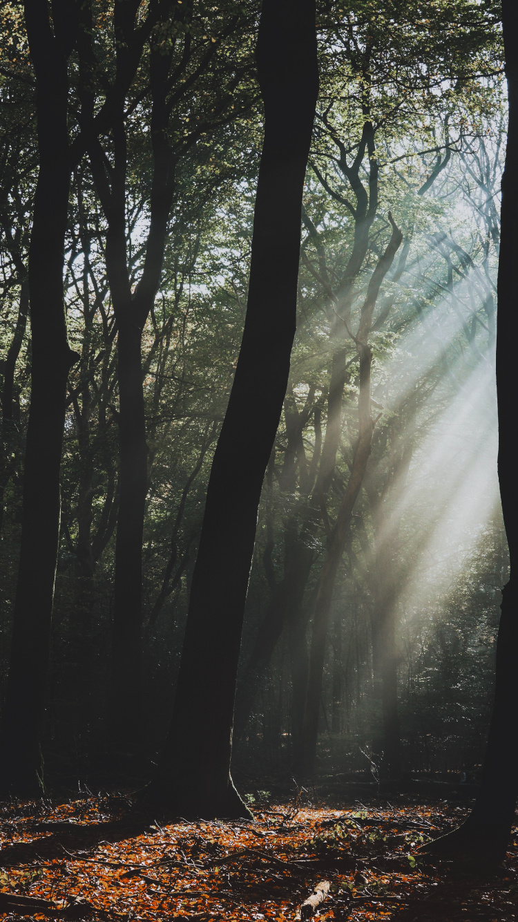 Tree, Natural Landscape, Nature, Forest, Woodland. Wallpaper in 750x1334 Resolution