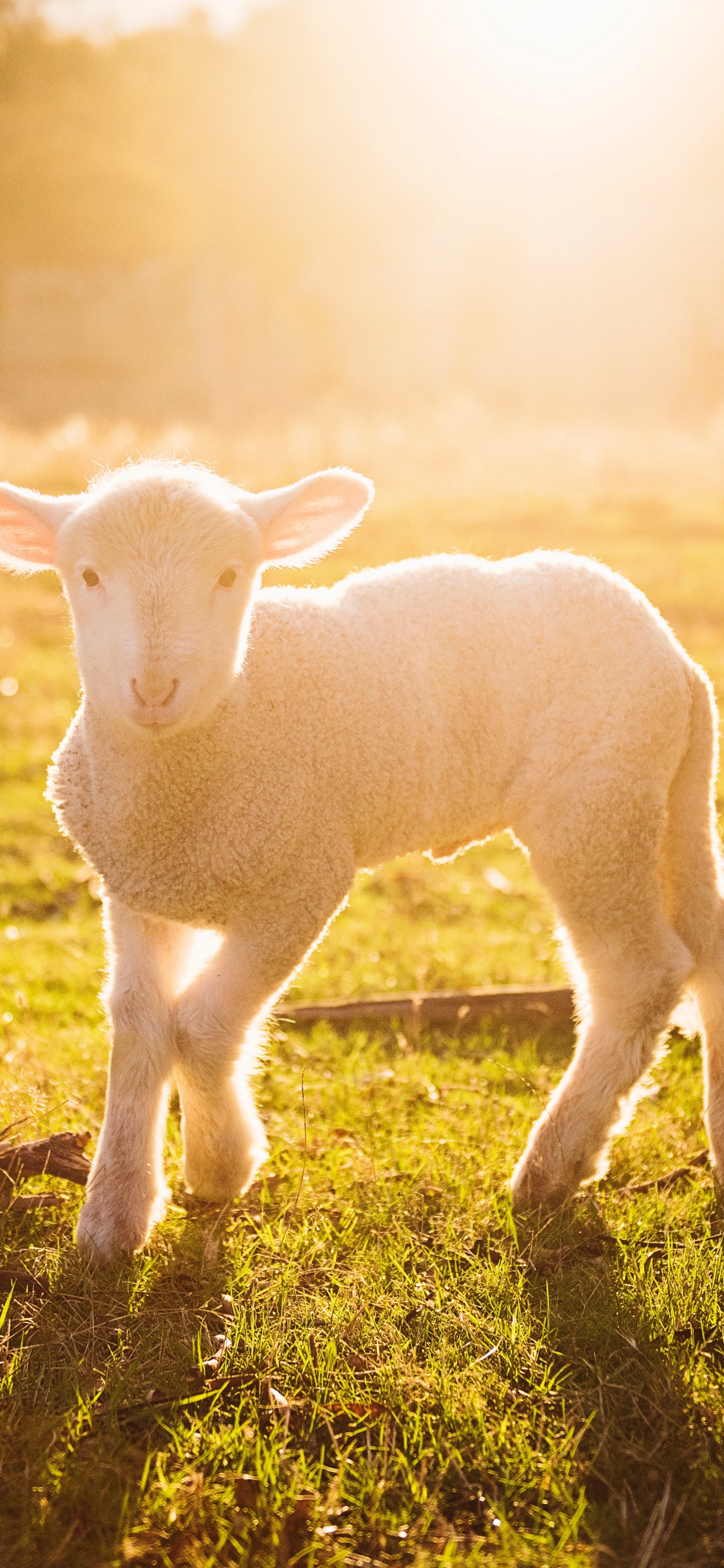 Mouton Blanc Sur L'herbe Verte Pendant le Coucher du Soleil. Wallpaper in 1242x2688 Resolution