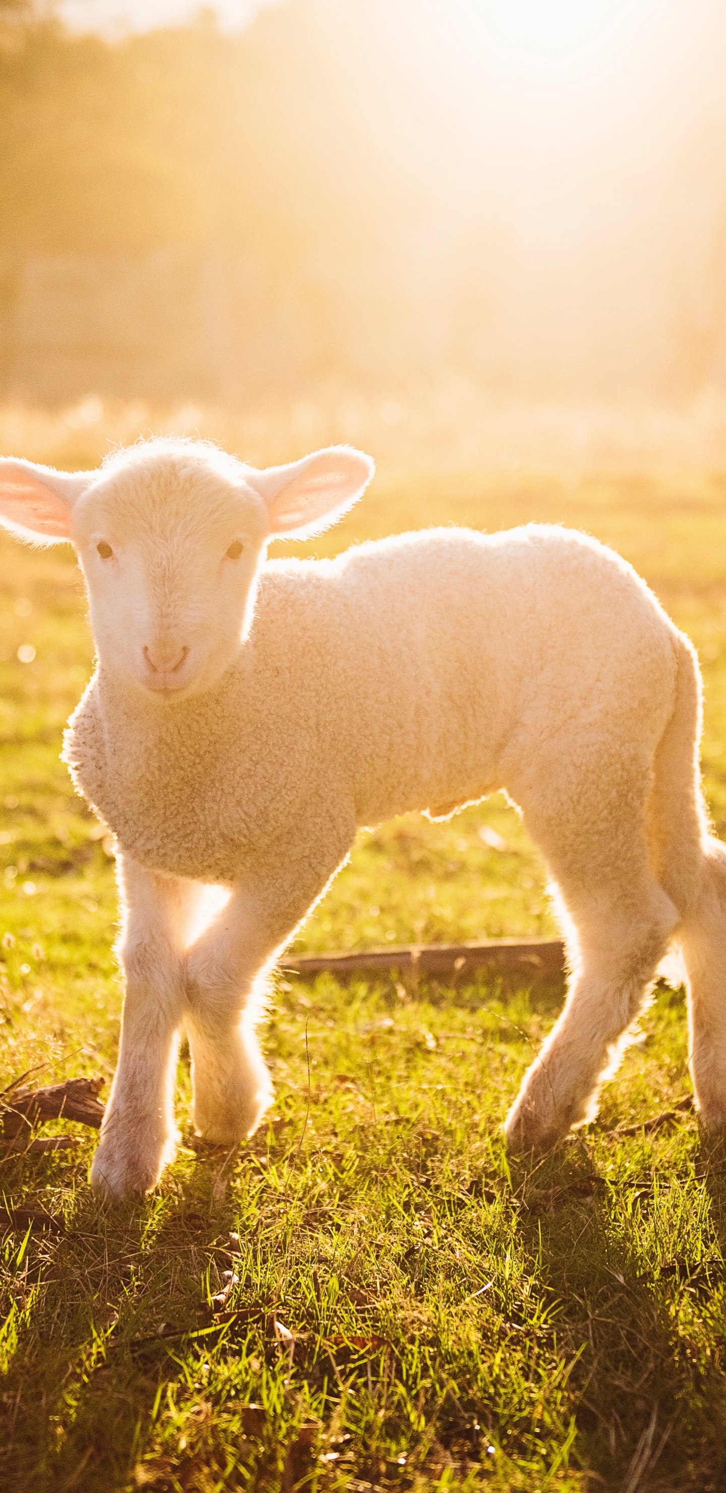 Mouton Blanc Sur L'herbe Verte Pendant le Coucher du Soleil. Wallpaper in 1440x2960 Resolution