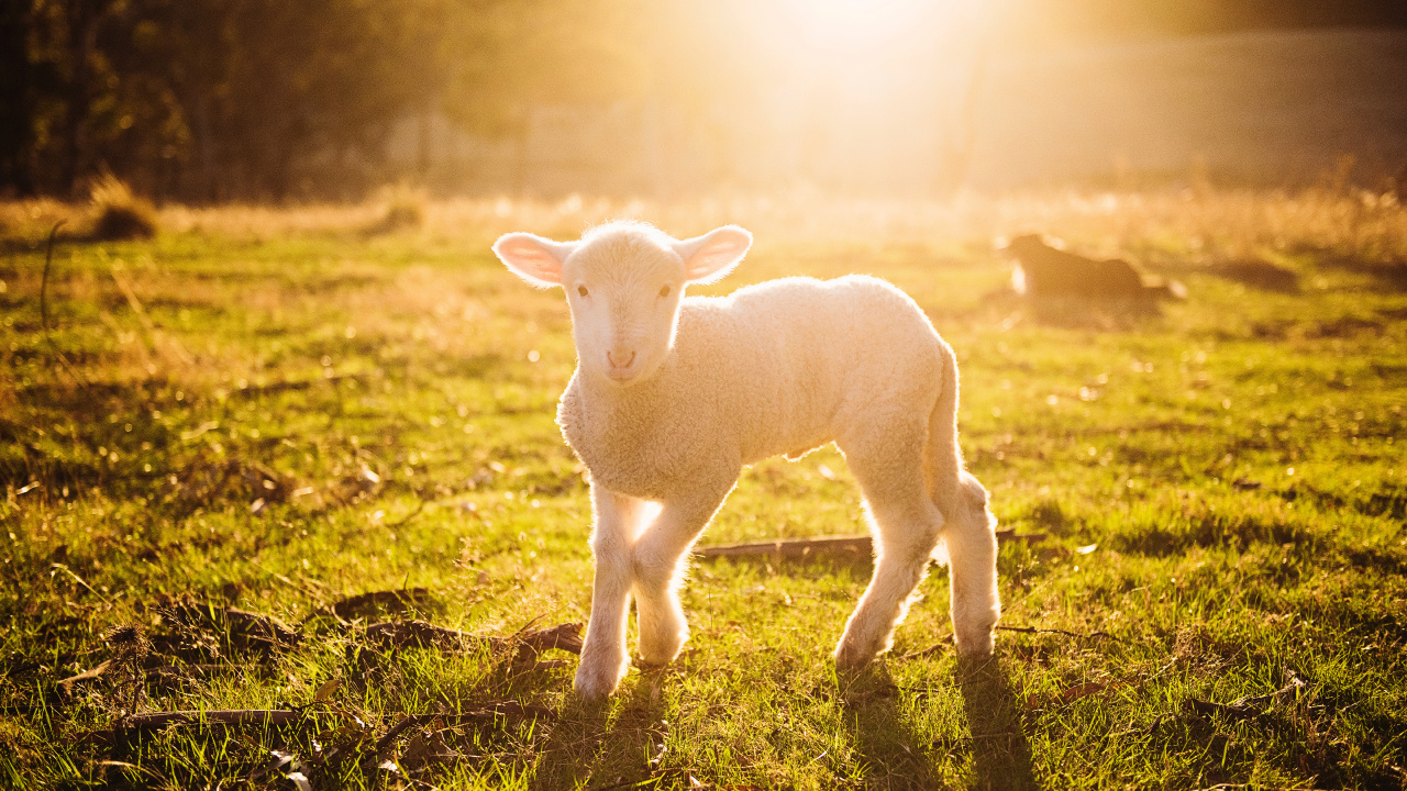 White Sheep on Green Grass During Sunset. Wallpaper in 1280x720 Resolution