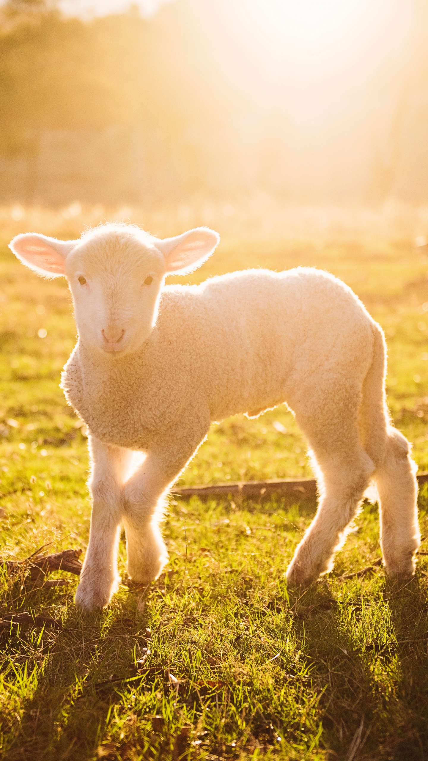 White Sheep on Green Grass During Sunset. Wallpaper in 1440x2560 Resolution