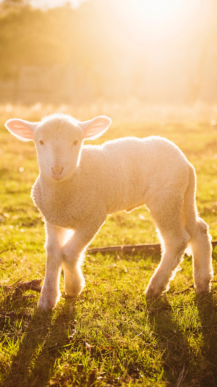 White Sheep on Green Grass During Sunset. Wallpaper in 750x1334 Resolution