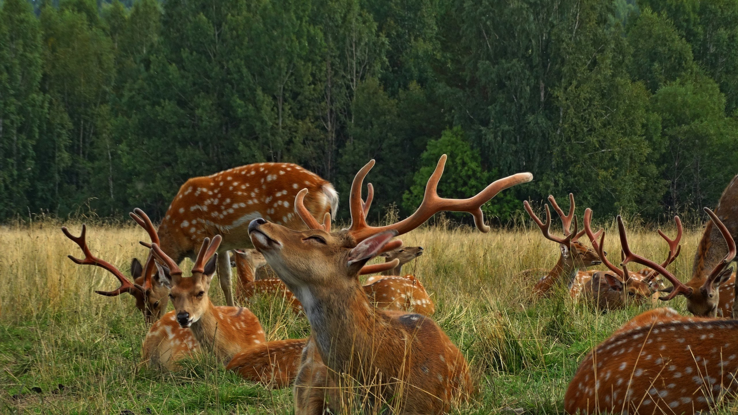 Brown Deer on Green Grass Field During Daytime. Wallpaper in 2560x1440 Resolution