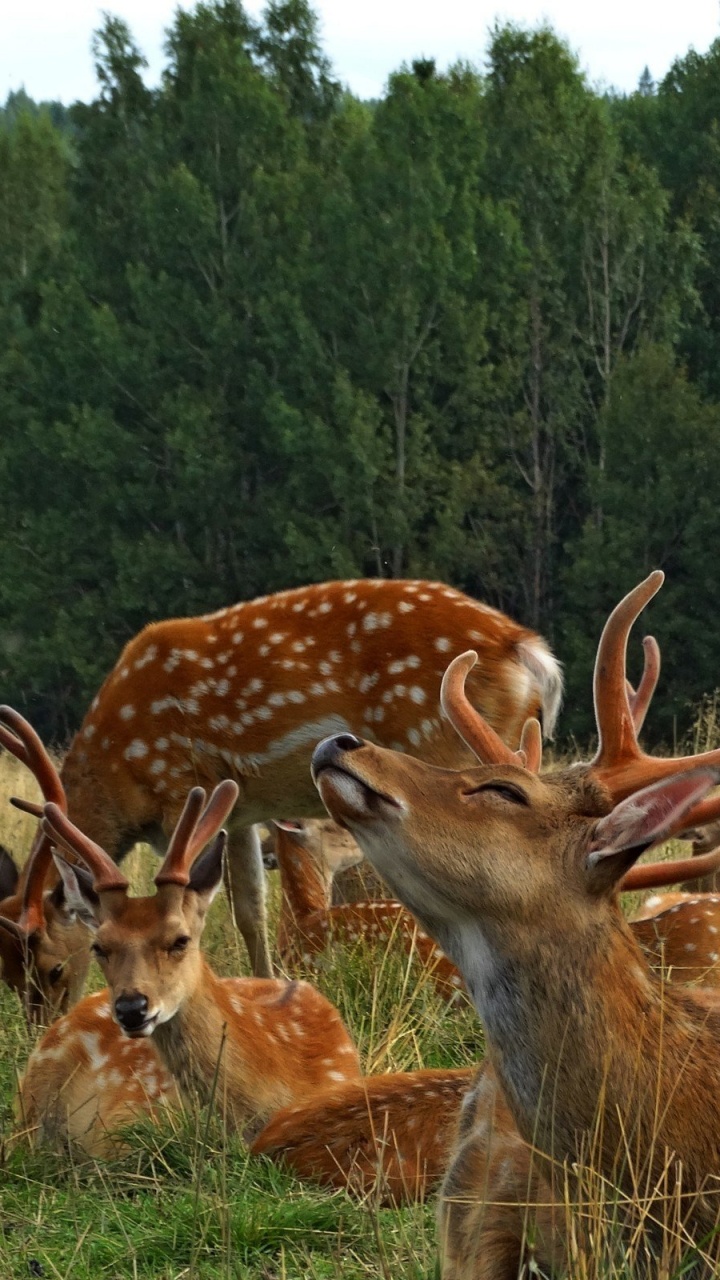 Brown Deer on Green Grass Field During Daytime. Wallpaper in 720x1280 Resolution