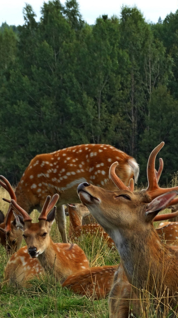 Brown Deer on Green Grass Field During Daytime. Wallpaper in 750x1334 Resolution