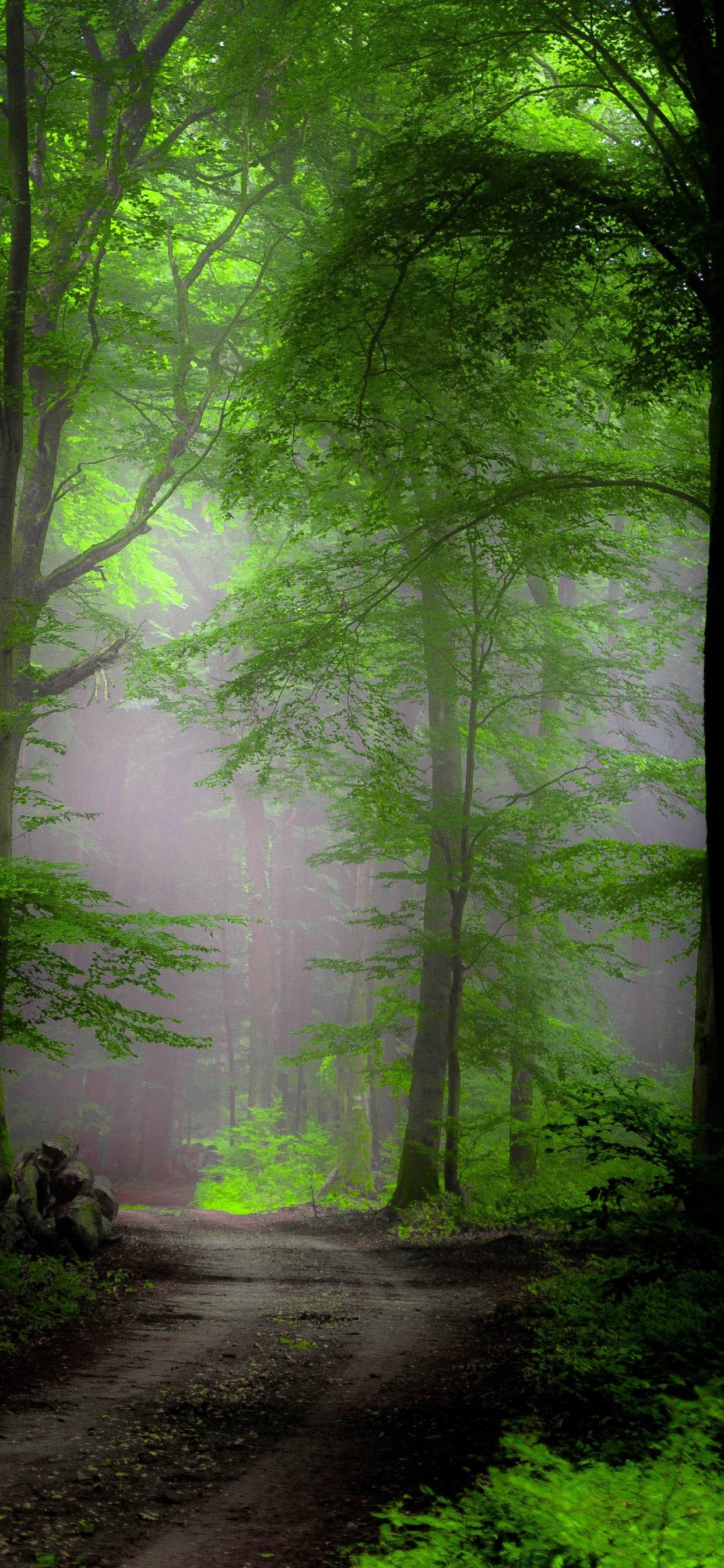 Arbres Verts Sur la Forêt Pendant la Journée. Wallpaper in 1242x2688 Resolution