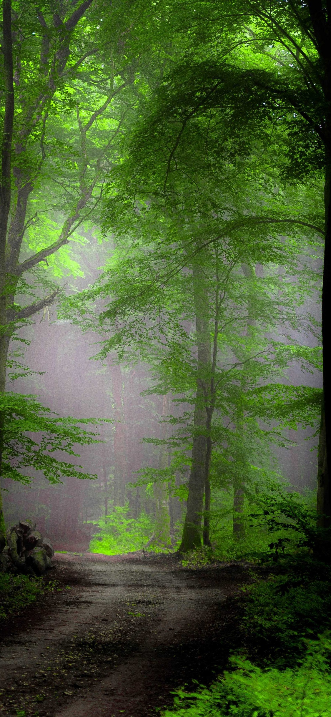 Tagsüber Grüne Bäume im Wald. Wallpaper in 1125x2436 Resolution