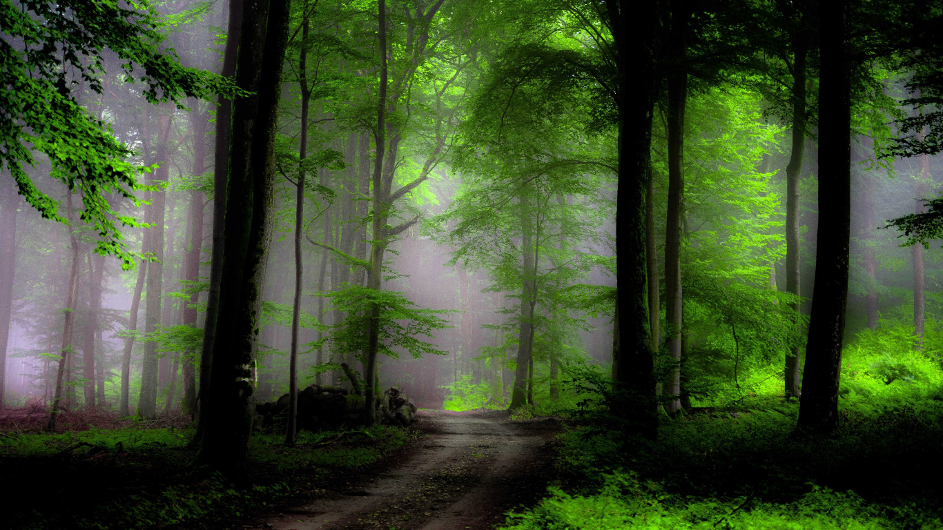 Tagsüber Grüne Bäume im Wald. Wallpaper in 1366x768 Resolution