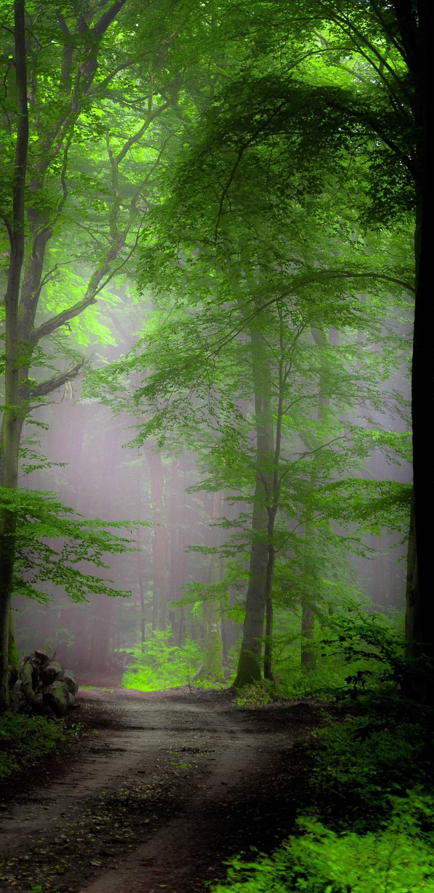 Tagsüber Grüne Bäume im Wald. Wallpaper in 1440x2960 Resolution