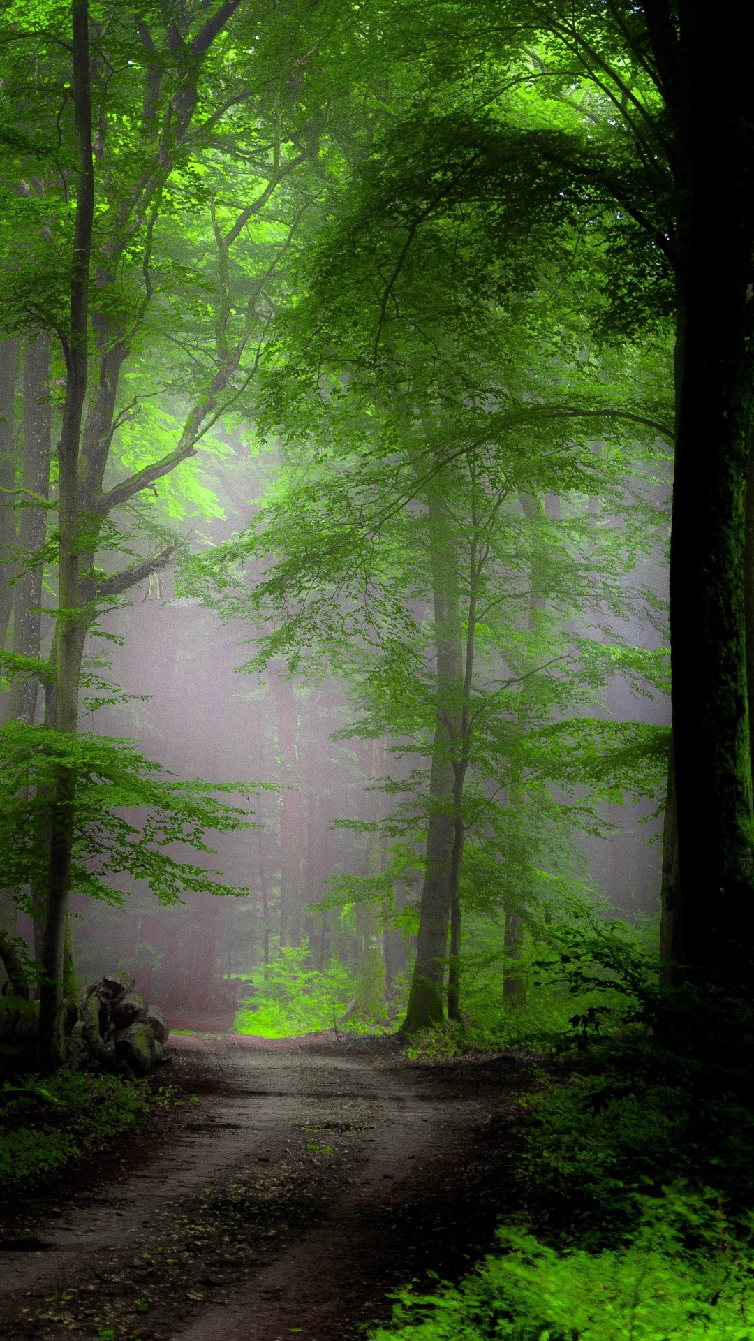 壁画, 森林, 性质, 绿色的, 林地 壁纸 1080x1920 允许