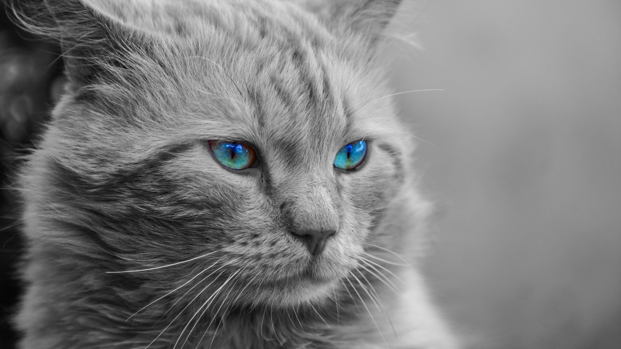 Grayscale Photo of Cat With Blue Eyes. Wallpaper in 1280x720 Resolution