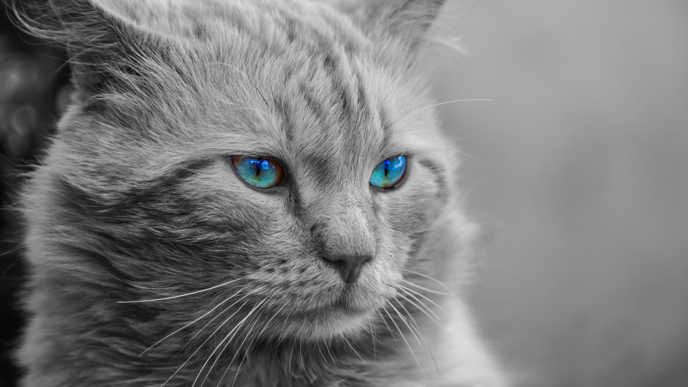 Grayscale Photo of Cat With Blue Eyes. Wallpaper in 1366x768 Resolution