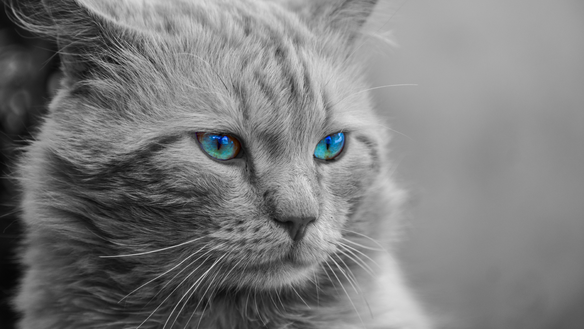Grayscale Photo of Cat With Blue Eyes. Wallpaper in 1920x1080 Resolution