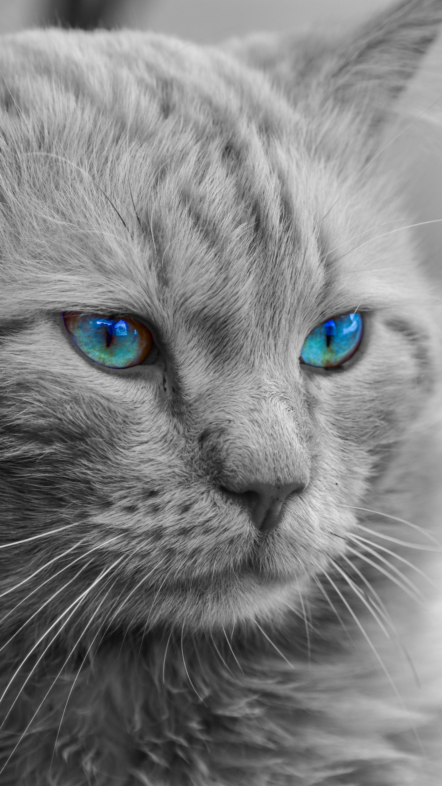 Photo en Niveaux de Gris D'un Chat Aux Yeux Bleus. Wallpaper in 1440x2560 Resolution
