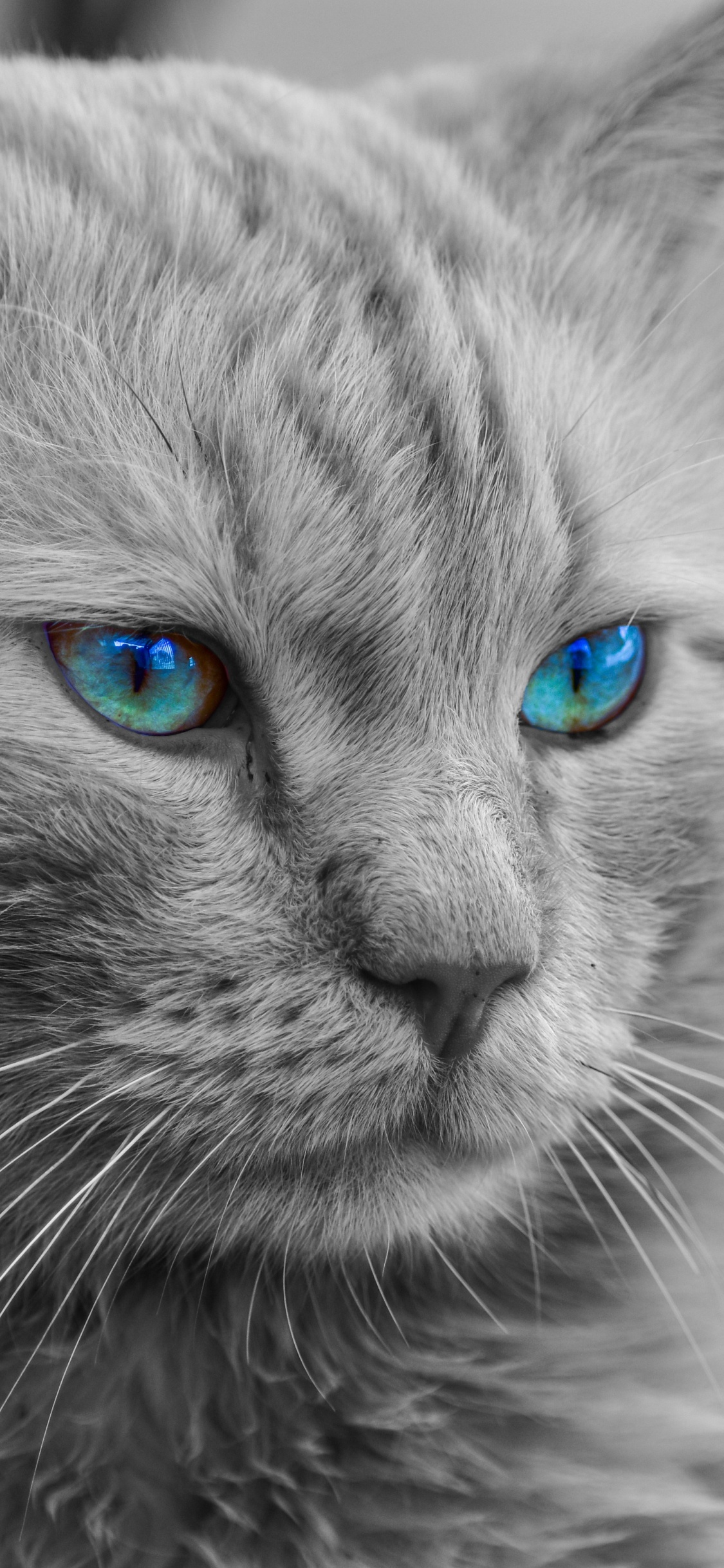 Graustufenfoto Einer Katze Mit Blauen Augen. Wallpaper in 1125x2436 Resolution