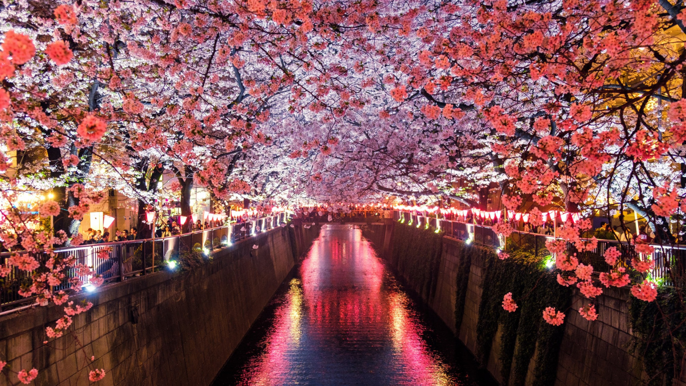 Brown Wooden Bridge With Cherry Blossom Trees. Wallpaper in 1366x768 Resolution