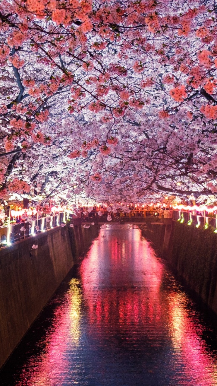 Brown Wooden Bridge With Cherry Blossom Trees. Wallpaper in 720x1280 Resolution