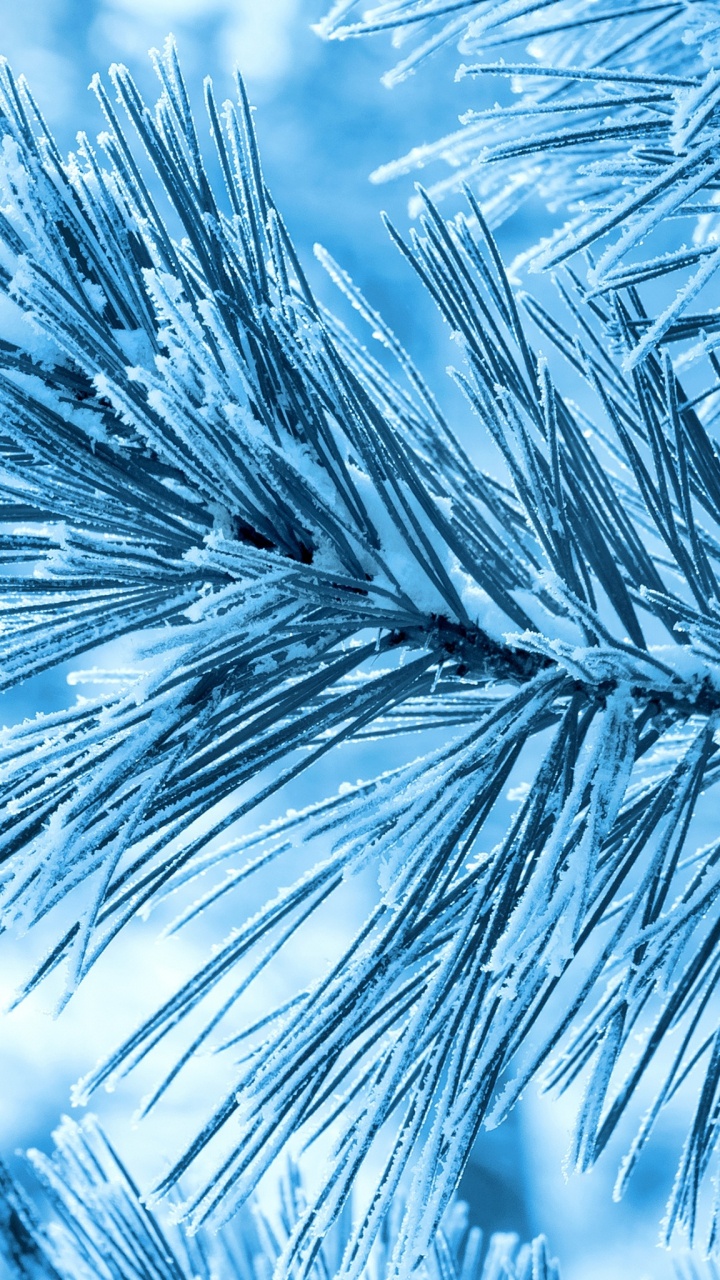 Plante Brune en Gros Plan. Wallpaper in 720x1280 Resolution