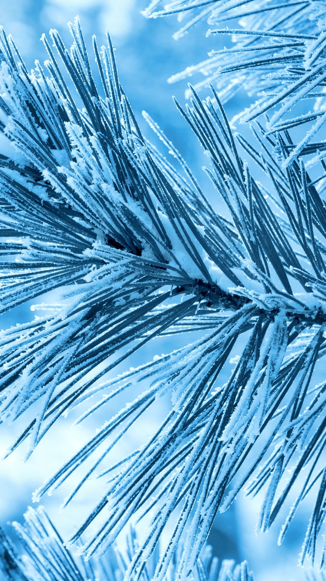 Braune Pflanze in Nahaufnahme. Wallpaper in 1080x1920 Resolution