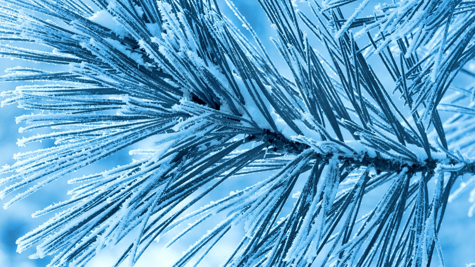 Braune Pflanze in Nahaufnahme. Wallpaper in 1920x1080 Resolution