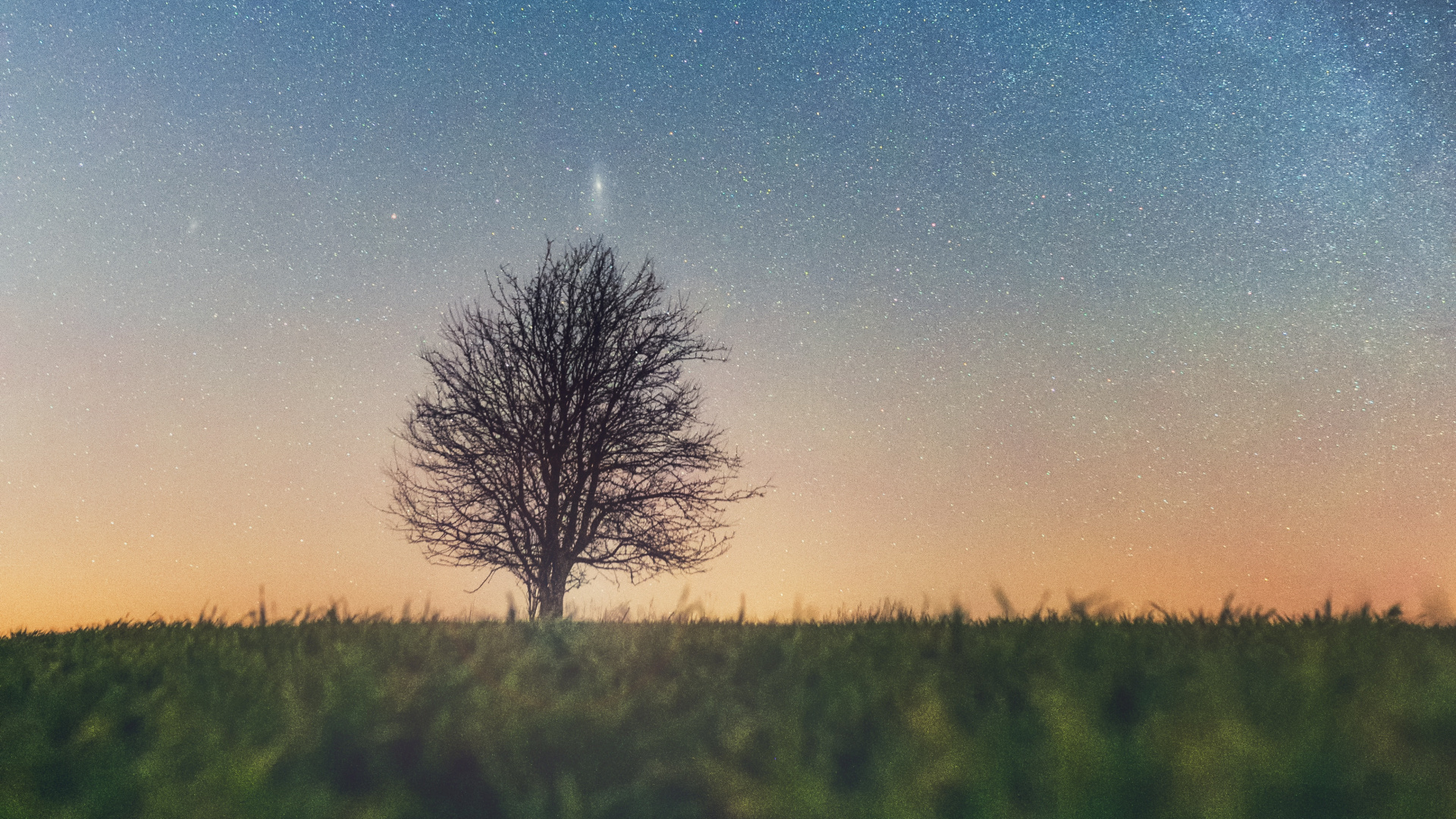 Tree, Natural Landscape, Cloud, Horizon, Atmosphere. Wallpaper in 1920x1080 Resolution